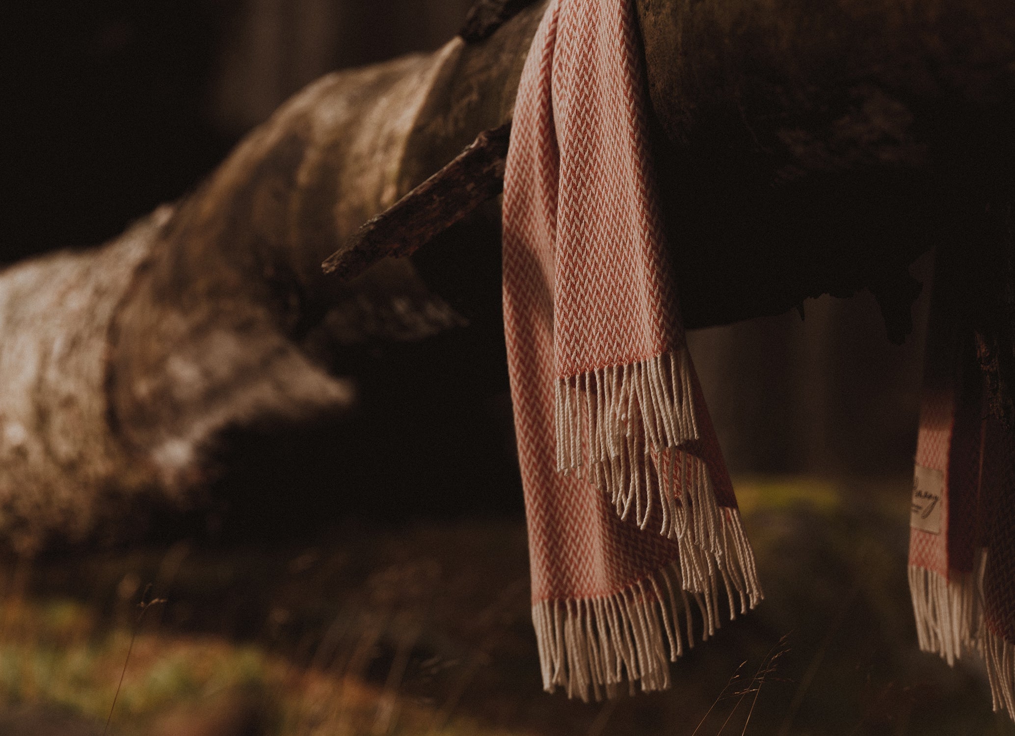 The Remony Story - Watch Now